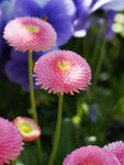 鲜花