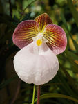 鲜花