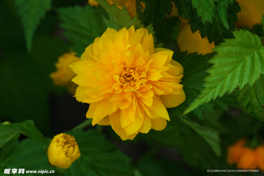 鲜花