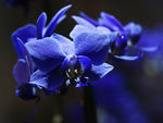 鲜花