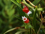 鲜花