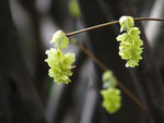 鲜花