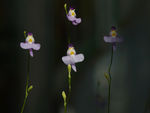 鲜花