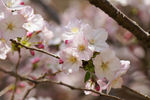 鲜花
