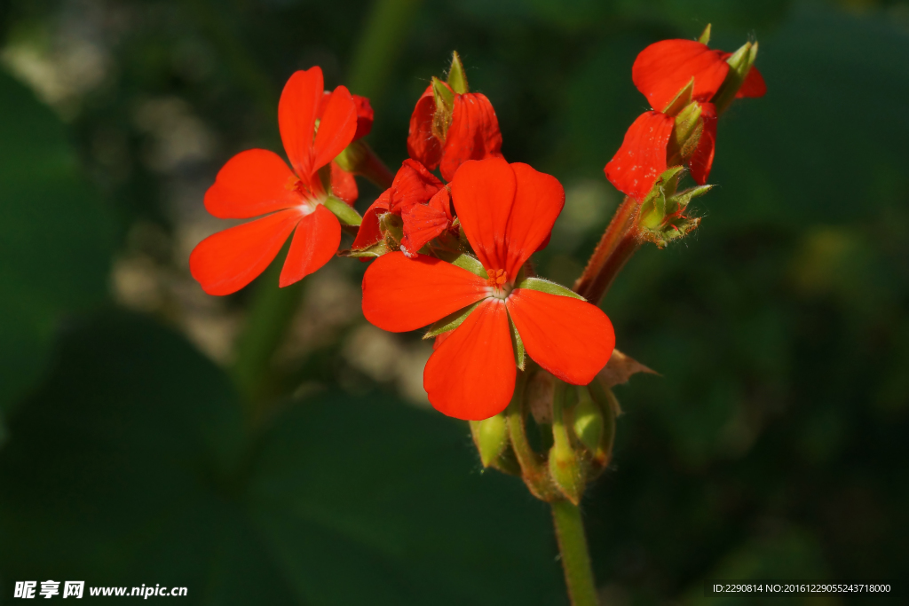 鲜花
