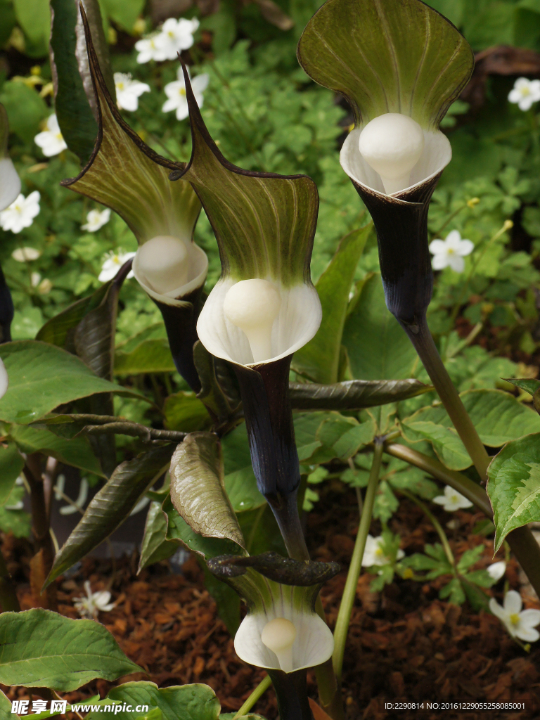 鲜花