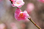 鲜花