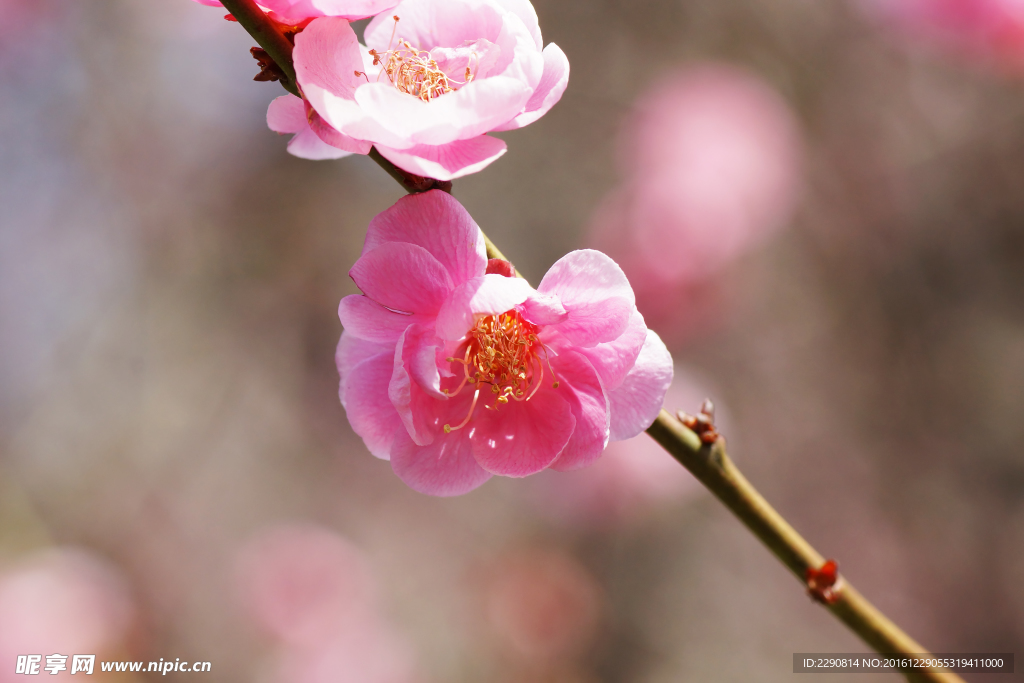 鲜花