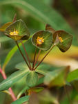 鲜花