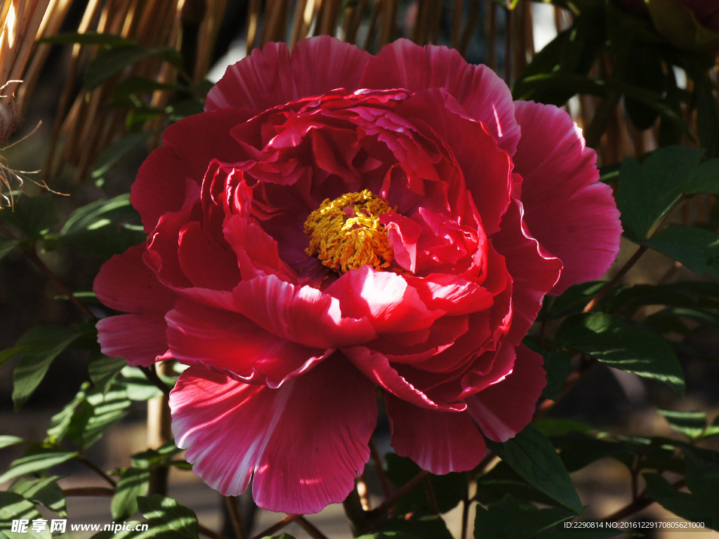 花