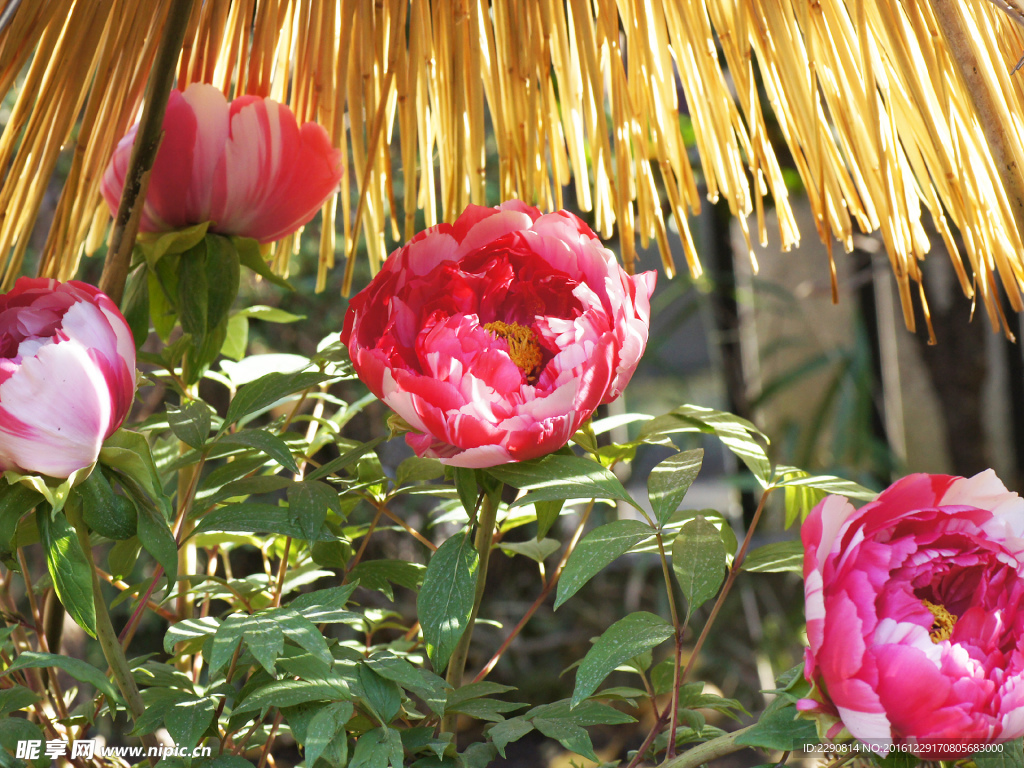 花