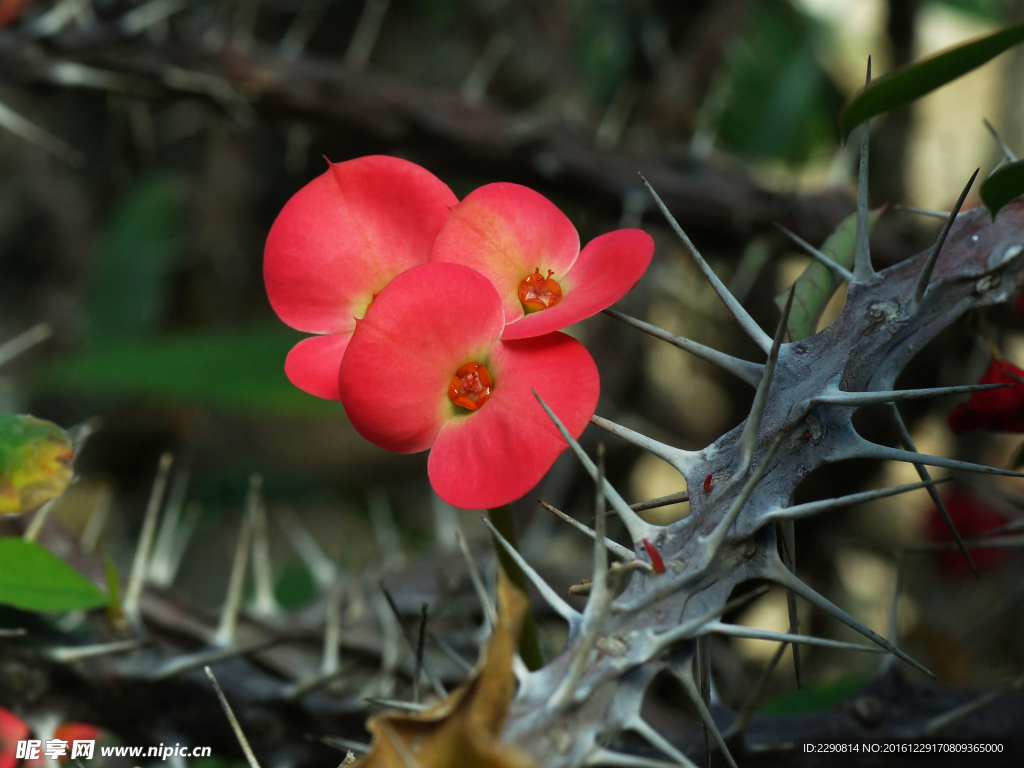 花