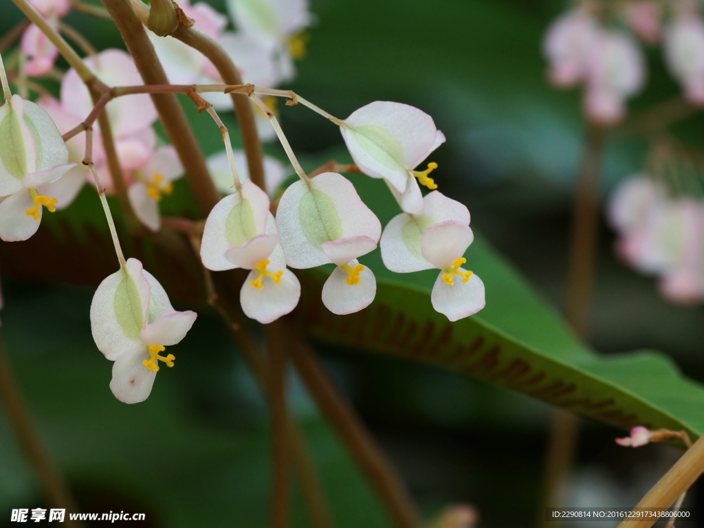 花