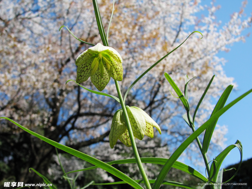 花