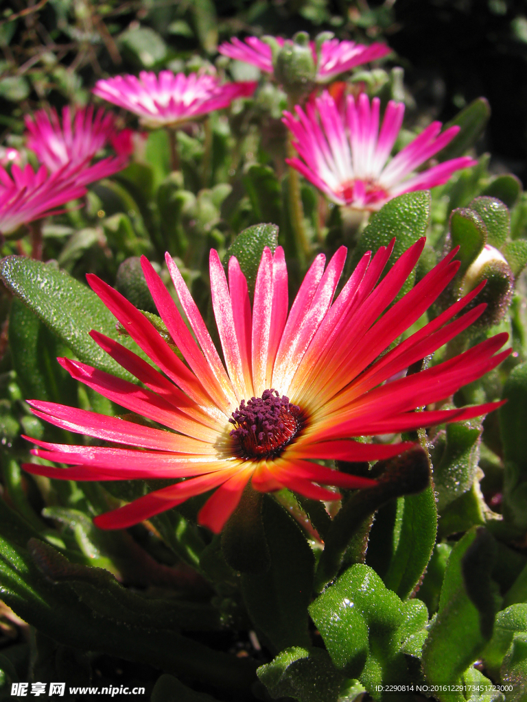 花