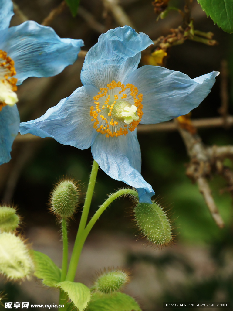 花