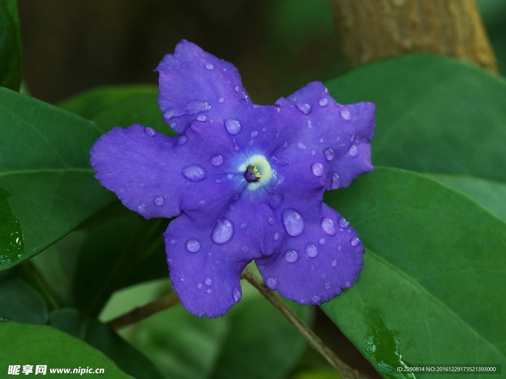 花