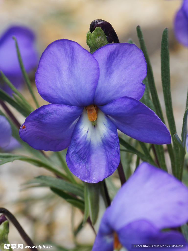 花