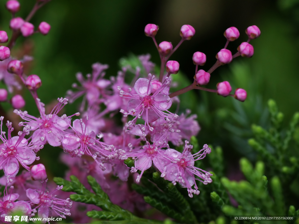 花