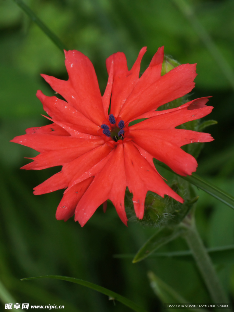 花