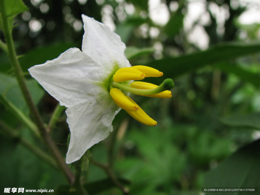 花