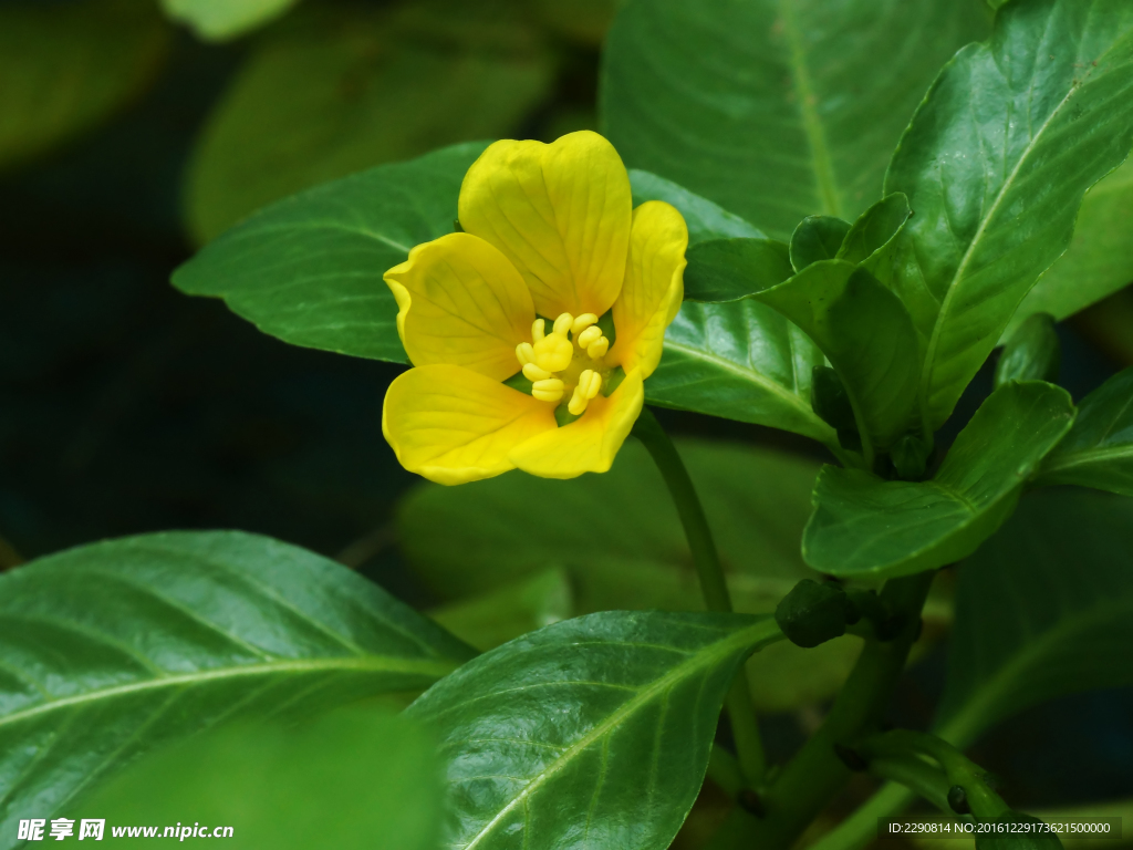 花