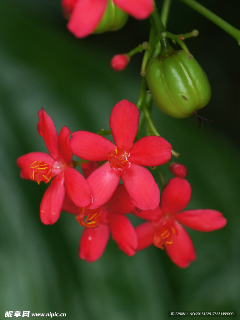 花