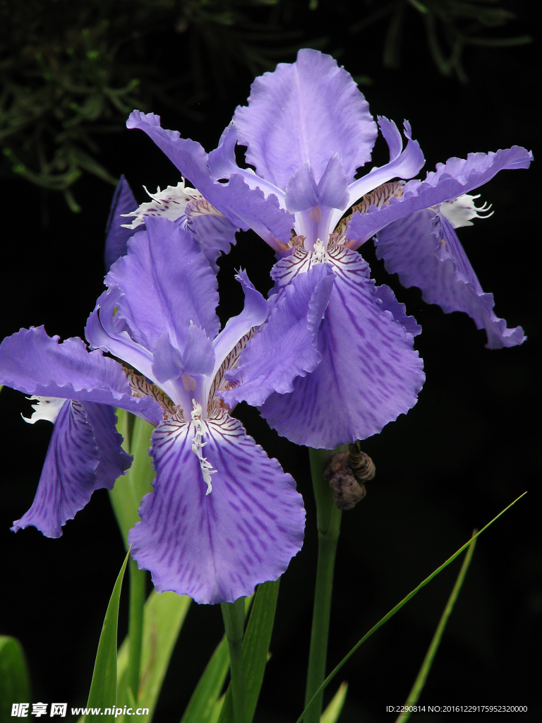 花