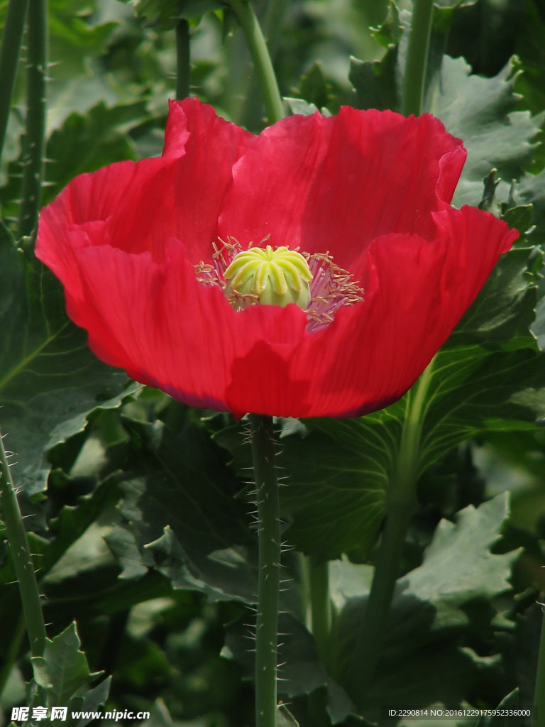 花