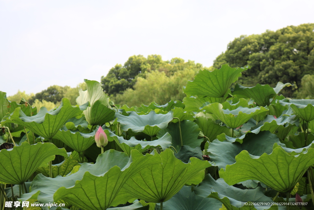 杭州西湖夏天荷花