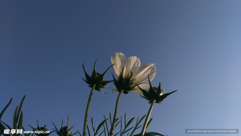 格桑花的守望