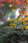 枫