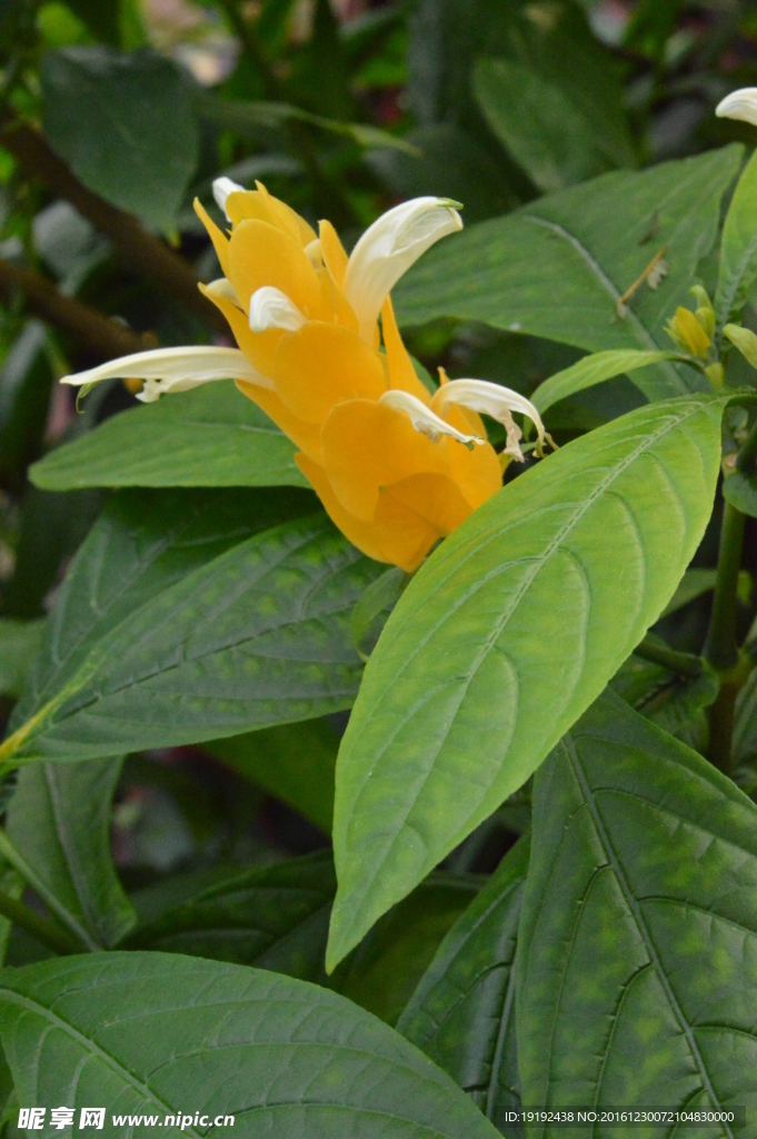 金苞花