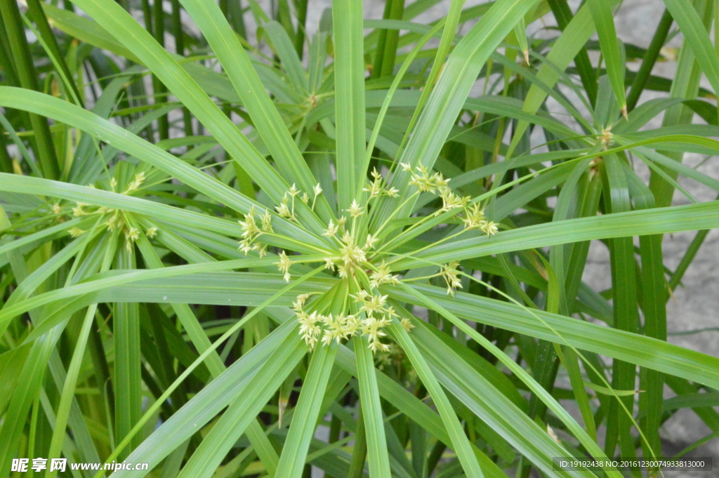 风车草