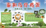 泰和乌鸡