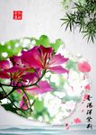 香港洋紫荆