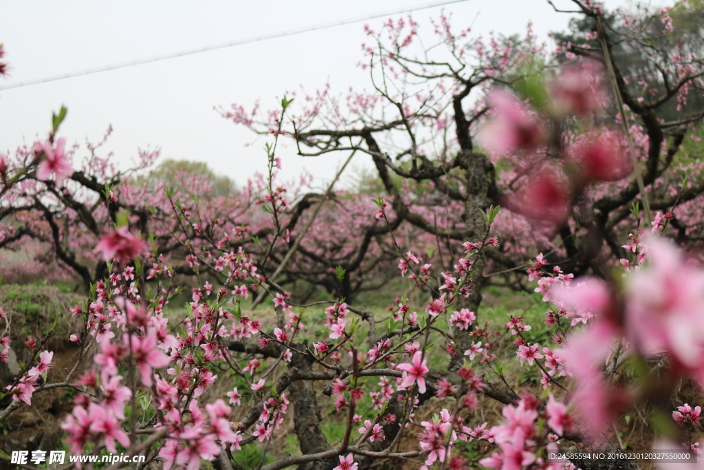 桃花