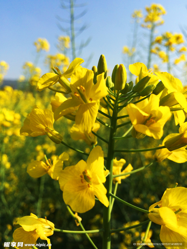 油菜花