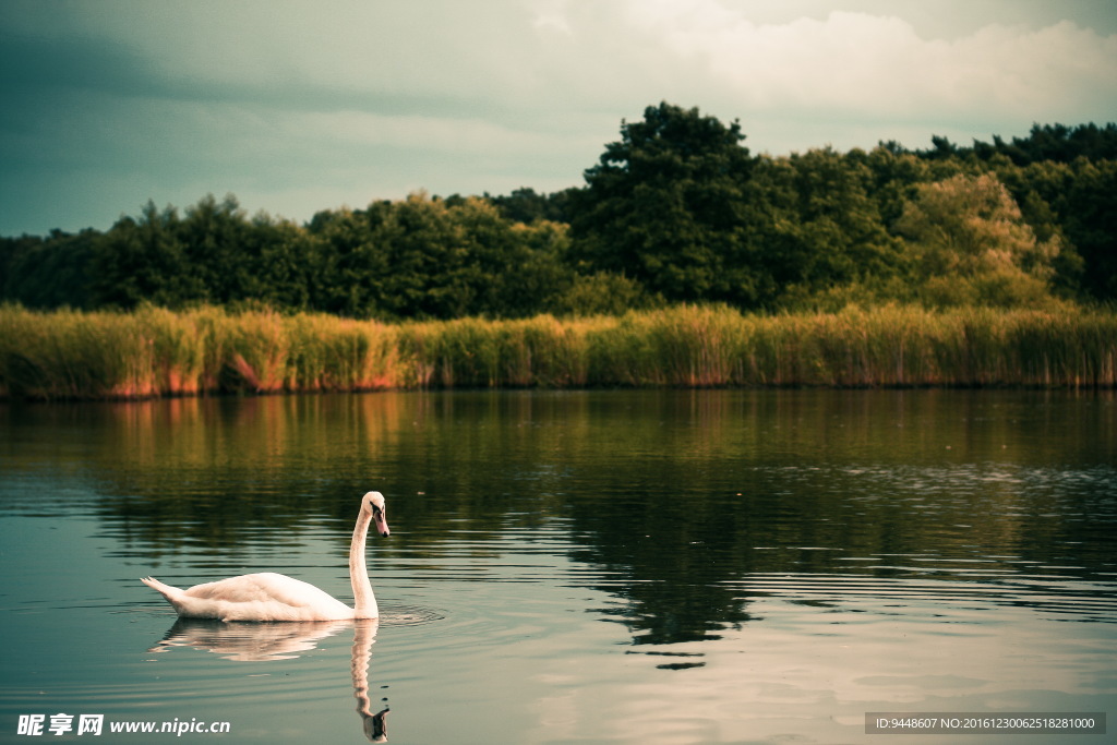 天鹅湖图片