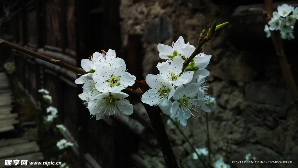 羌寨梨花