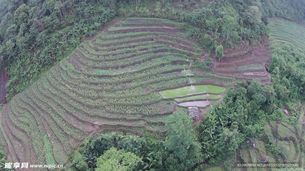 田园