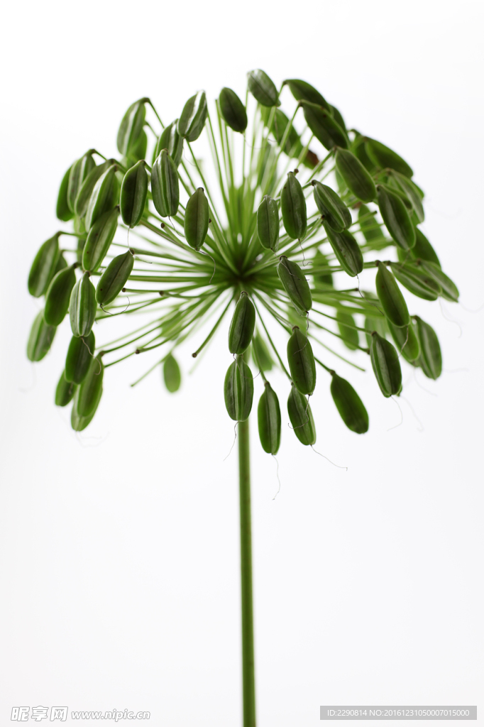 草