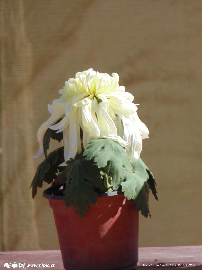 菊花