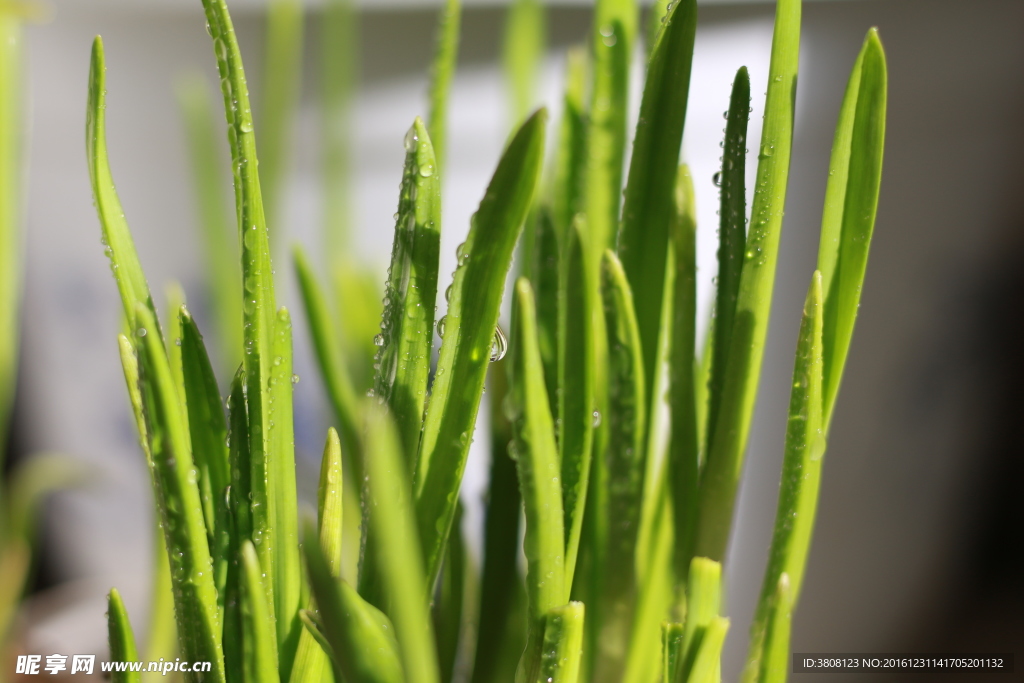 绿色植物