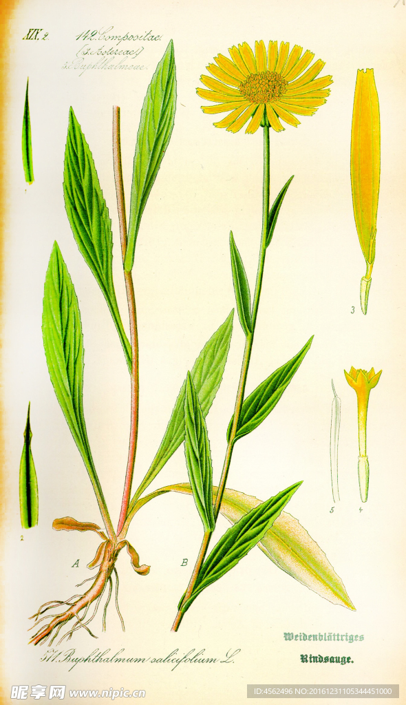植物绘画
