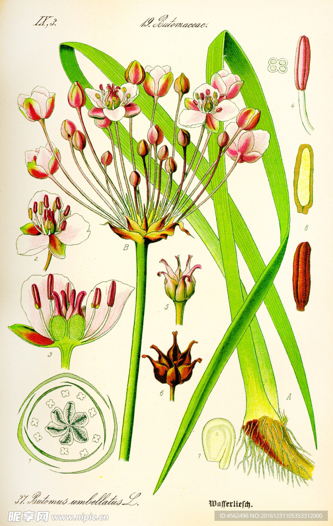 植物绘画