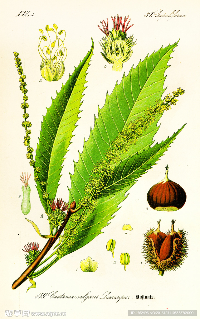 植物绘画