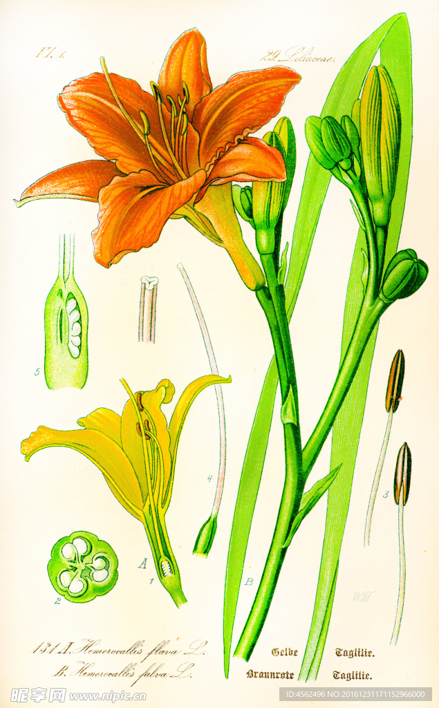 植物绘画