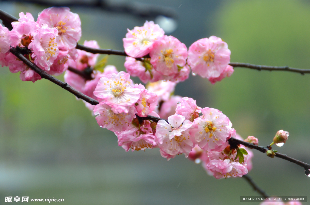 樱花