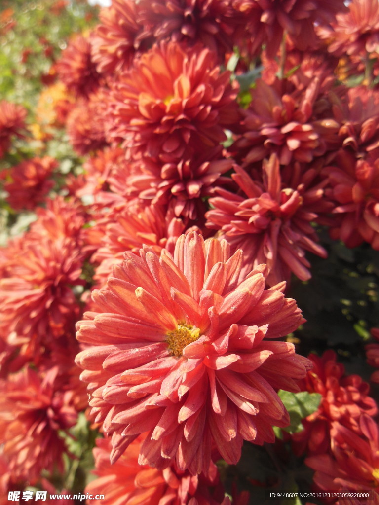 菊花
